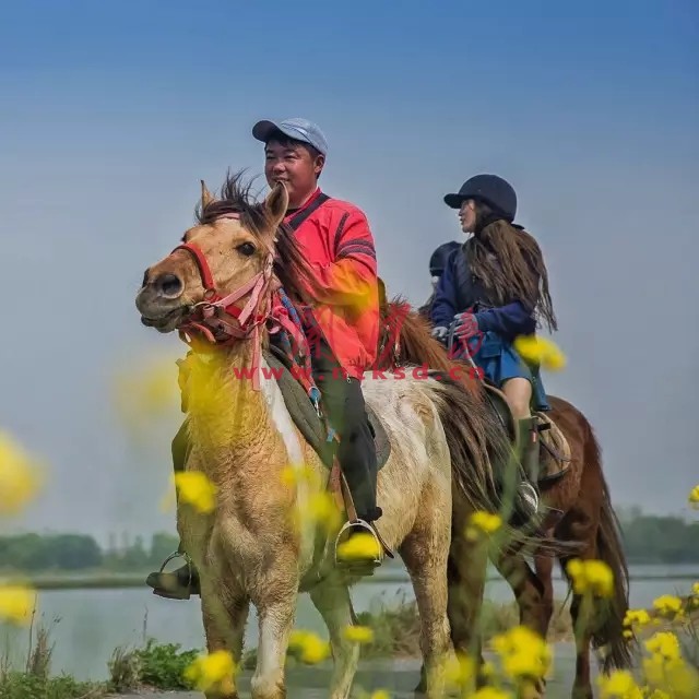 开沙岛康骐马术俱乐部