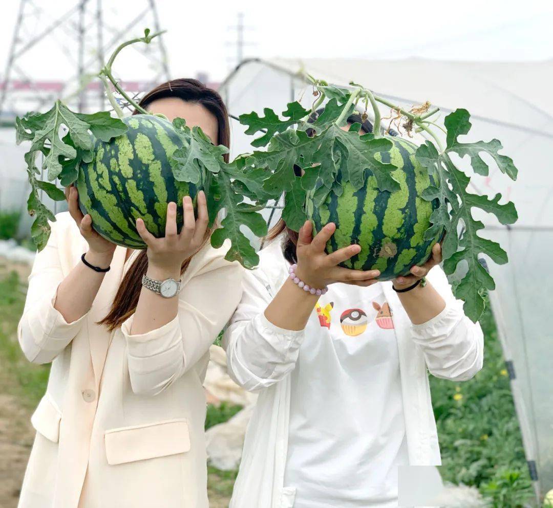 开沙岛西瓜基地